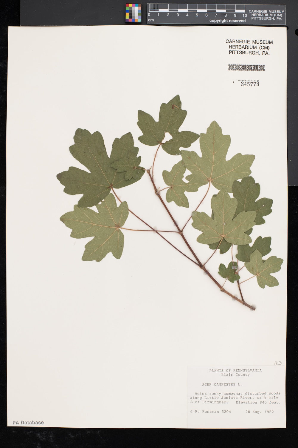 Herbarium specimen of an Acer species collected in the United States